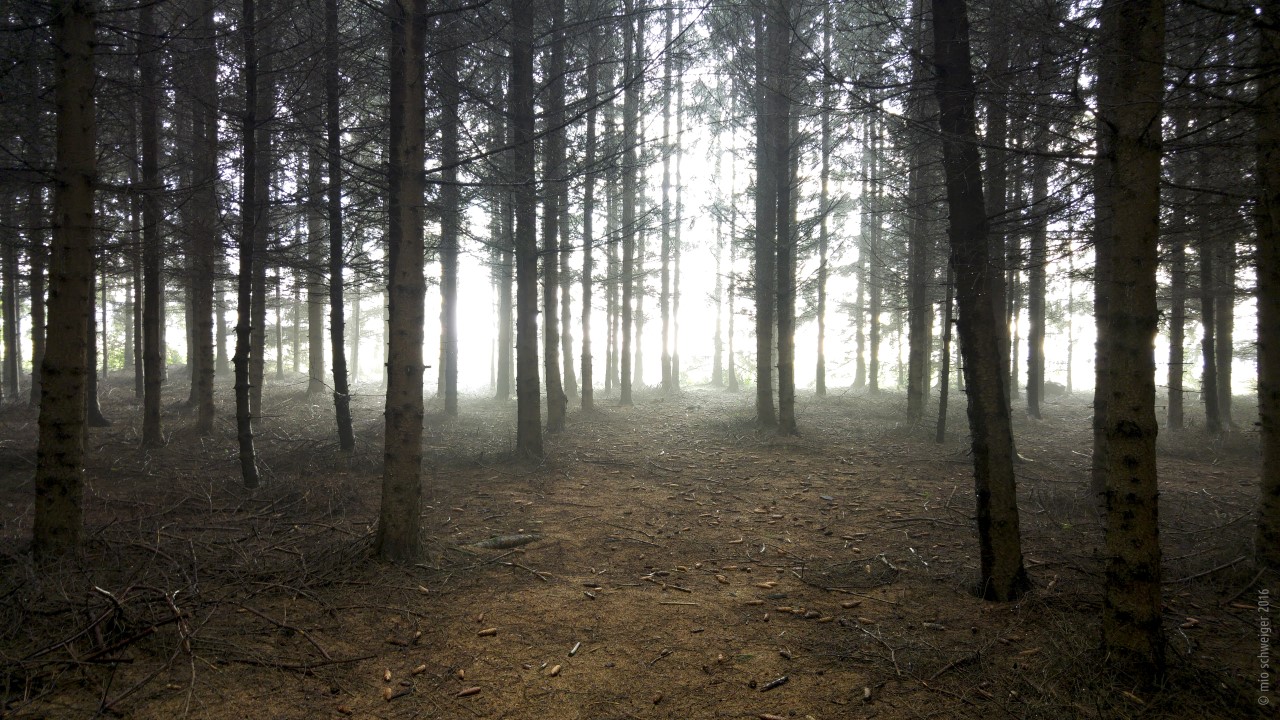 Mio Schweiger Wald