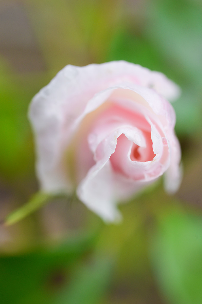 Rose 02 | © Mio Schweiger Fotografie